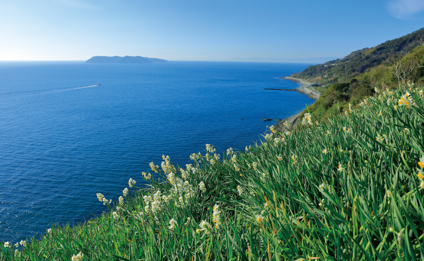 兵庫県の淡路島南部 南淡路水仙ラインの写真